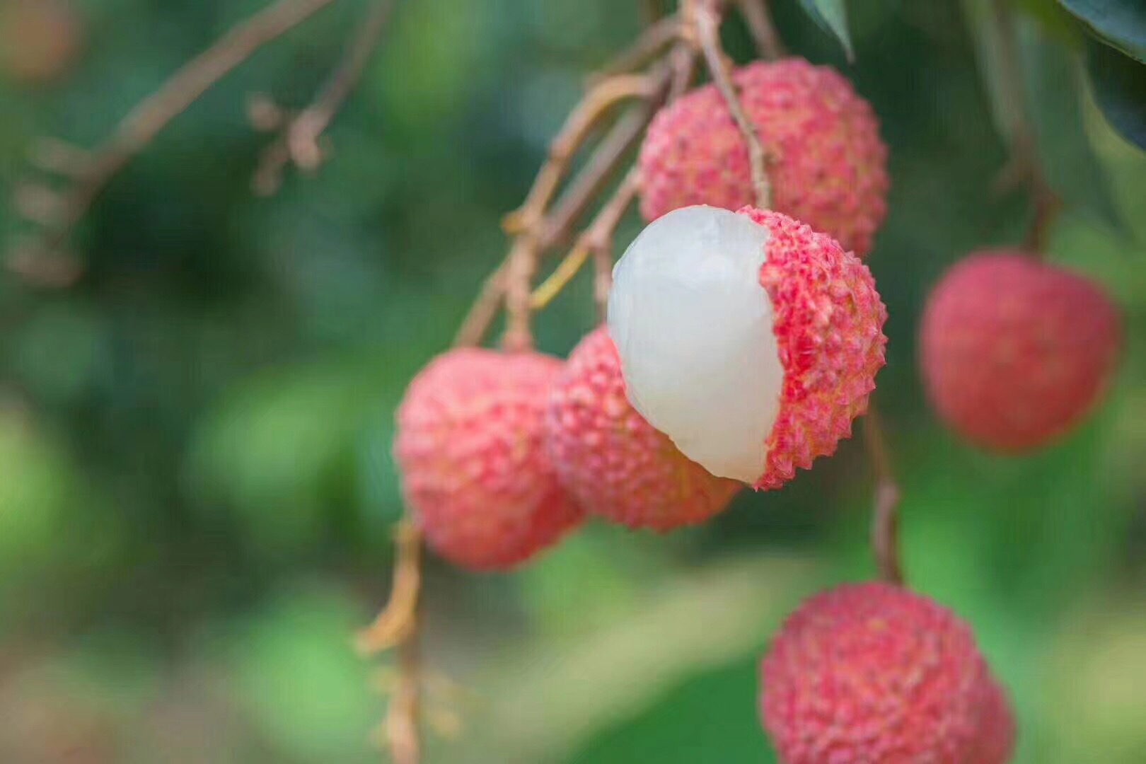 从化桂味荔枝上市啦